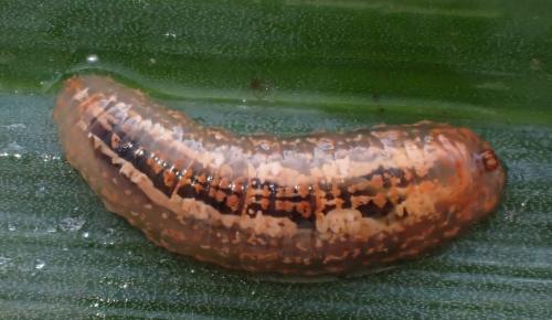 Syrphus sp.